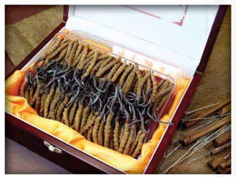 平遥冬虫夏草回收